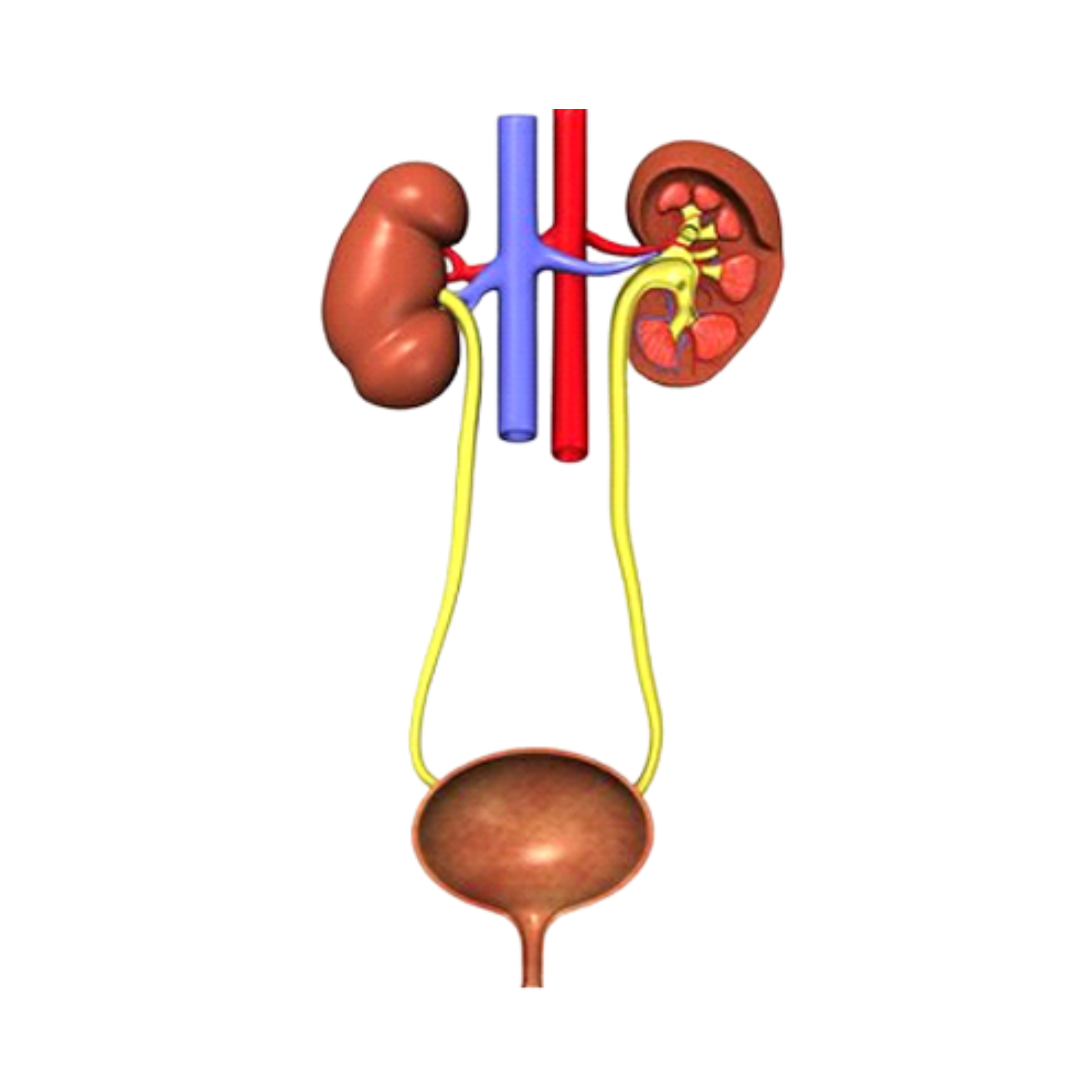 Angiography & Angioplasty